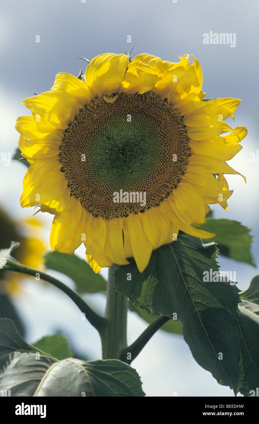 Detail Sonnenblume Liverpool Plains New South Wales Australien Stockfoto