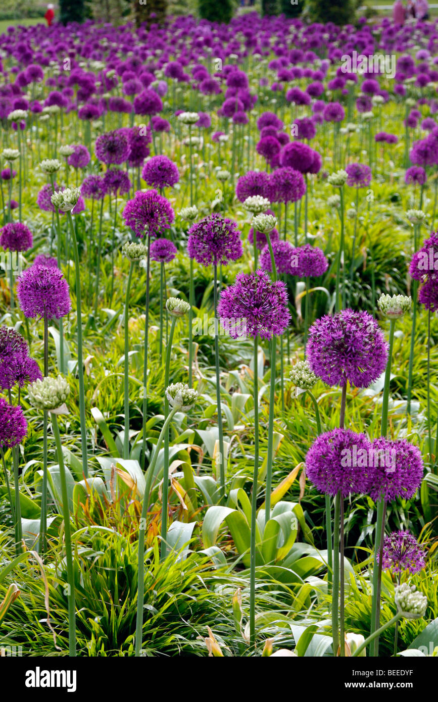 Hollandicum Allium 'Purple Sensation' AGM underplanted mit Hackenochloa macra Stockfoto