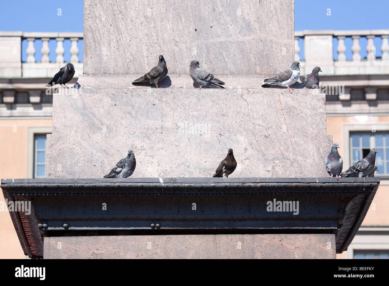 Vögel im Umfeld der Stadt Helsinki Finnland Stockfoto
