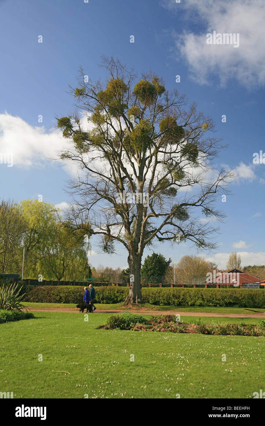 Mistel (Viscum Album) wächst auf Linden (Tilia X europaea) in Vivary Park, Taunton, Somerset, England, UK Stockfoto