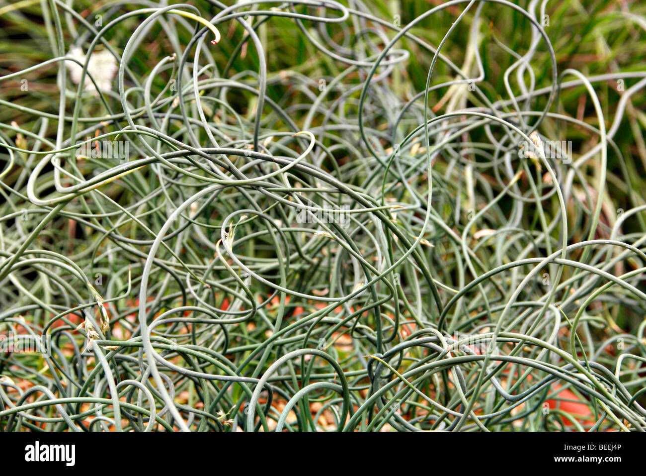 Juncus Inflexus "Afro" Stockfoto