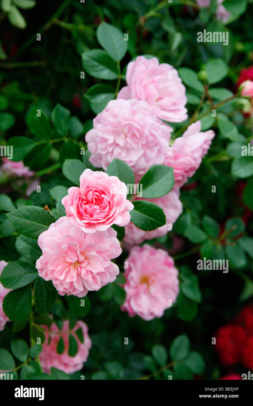 Rosa 'Ländlichen England' Rambler rose Stockfoto