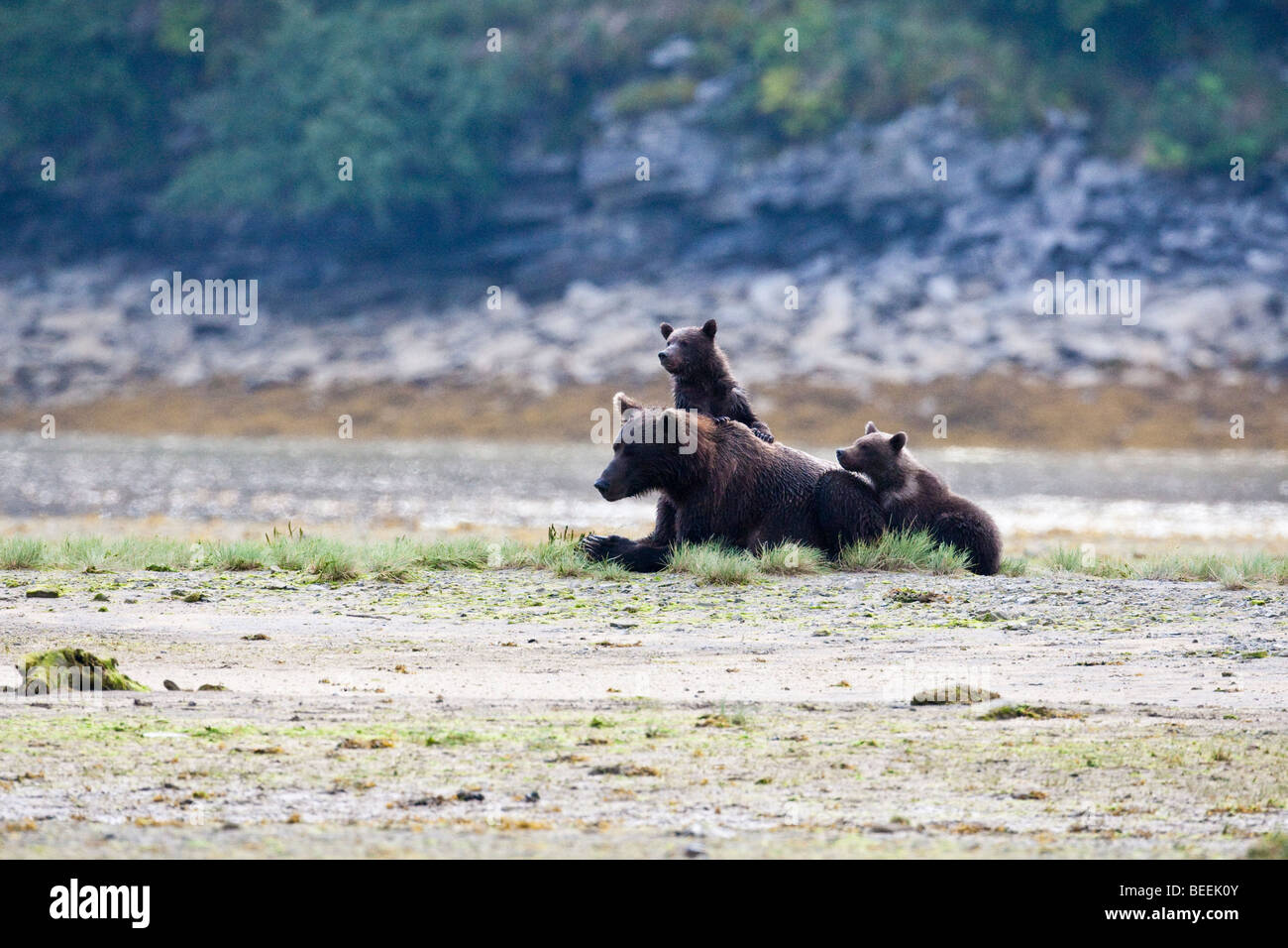 Grizzly Sau mit zwei jungen ruht in Geographic Bay Katmai Nationalpark, Alaska Stockfoto
