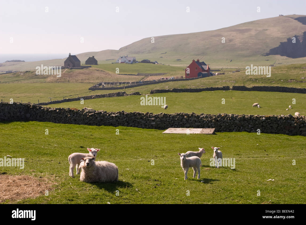 Schafe auf Croft landen auf Fair Isle in Shetland Stockfoto