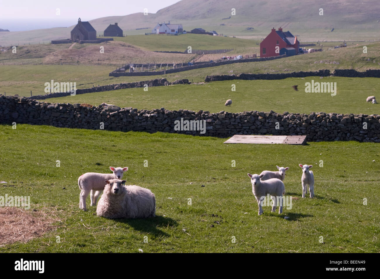 Schafe auf Croft landen auf Fair Isle in Shetland Stockfoto