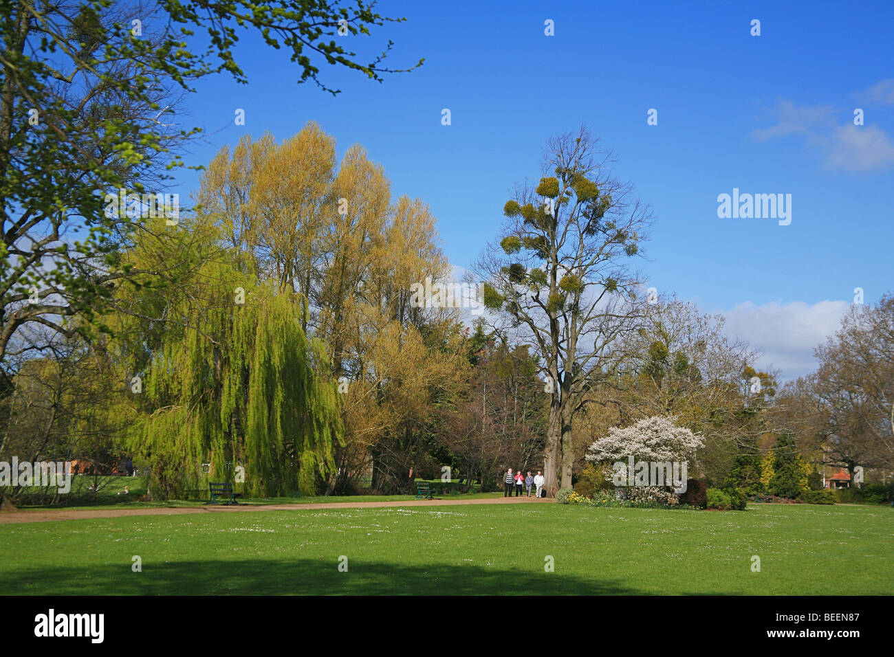 Mistel (Viscum Album) wächst auf Linden (Tilia X europaea) in Vivary Park, Taunton, Somerset, England, UK Stockfoto