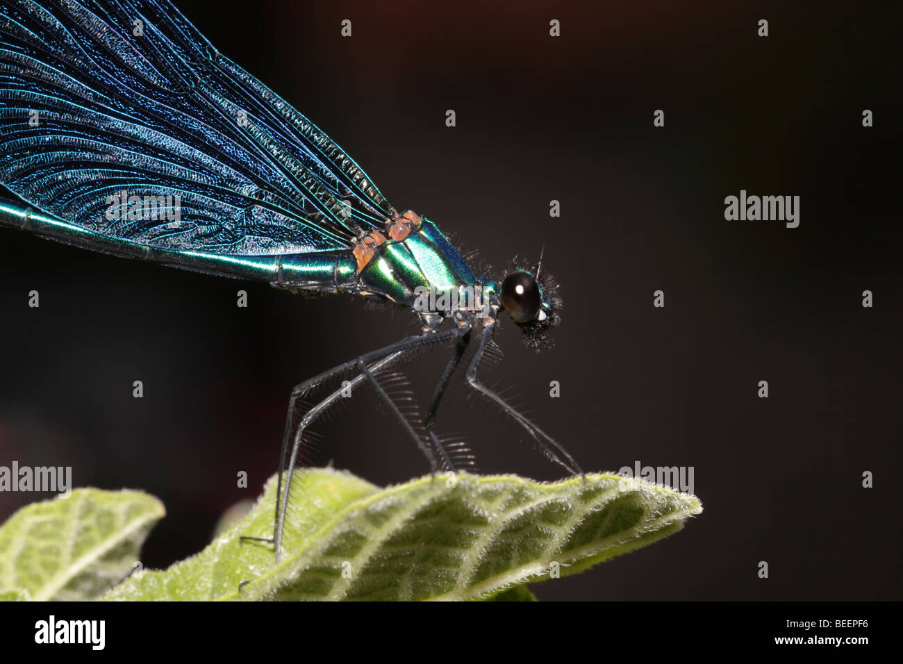 Männliche schöne Prachtlibelle in Griechenland Stockfoto