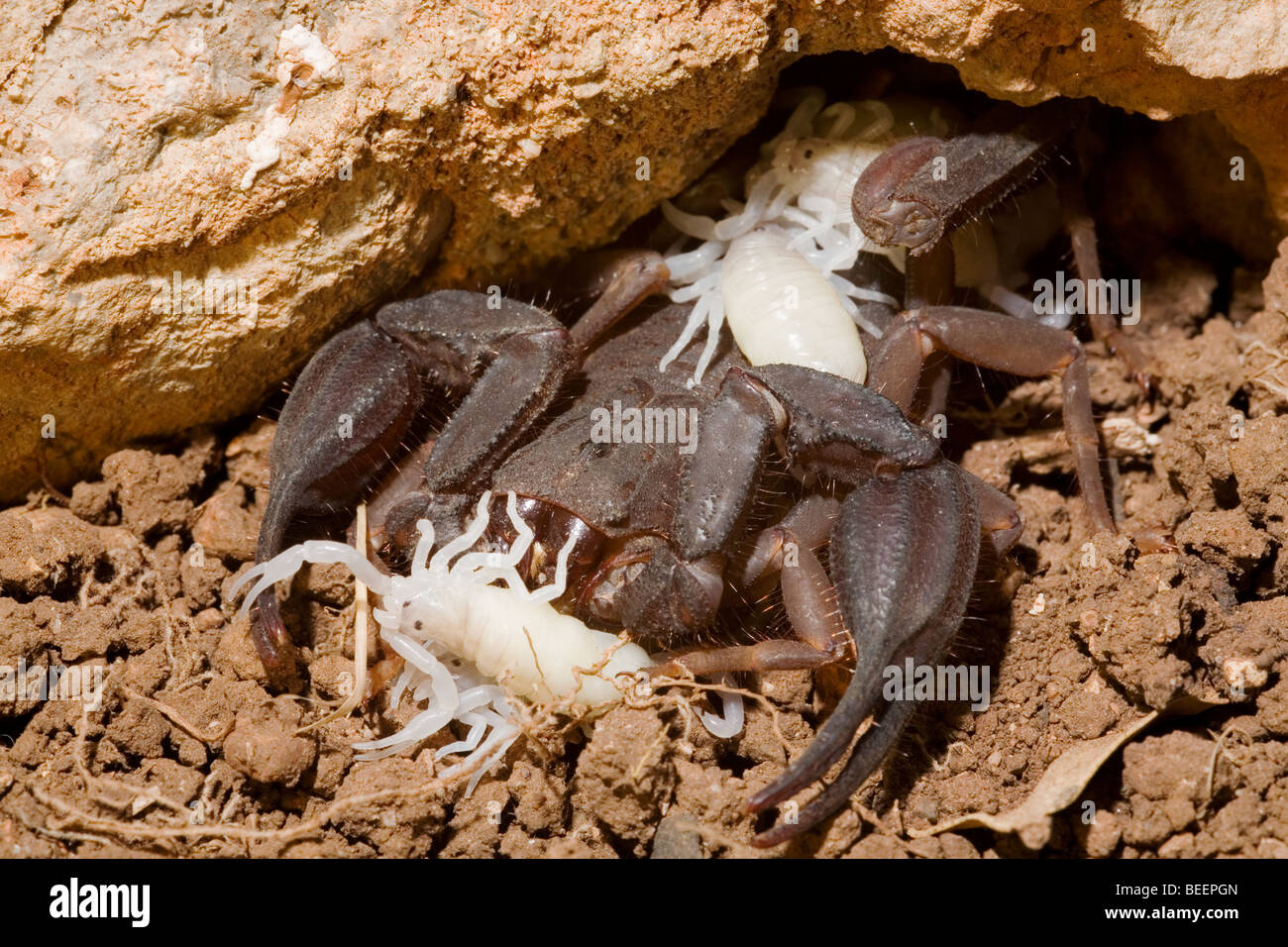 Weibliche Iurus Dufoureius Skorpion mit einen Tag alt jung Stockfoto