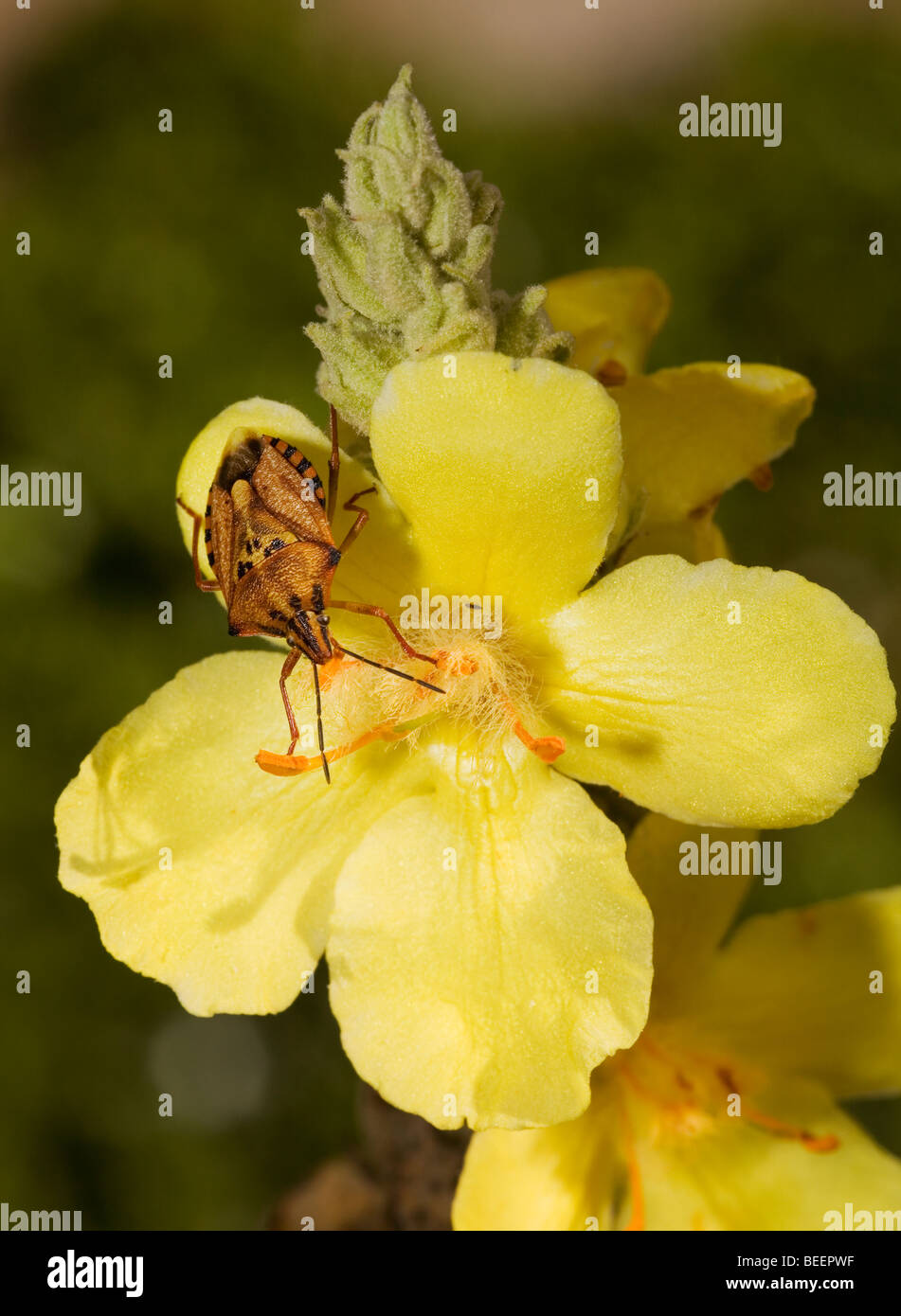 Stink Bug auf große Königskerze Blüte in Griechenland Stockfoto