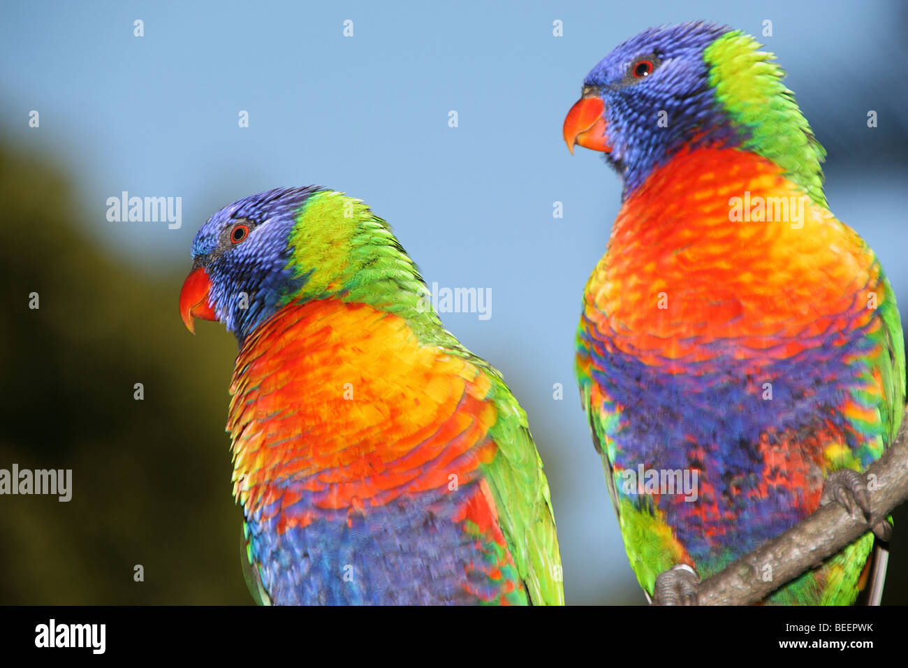 Paar von Rainbow Lorikeets, Adelaide, South Australia. Stockfoto
