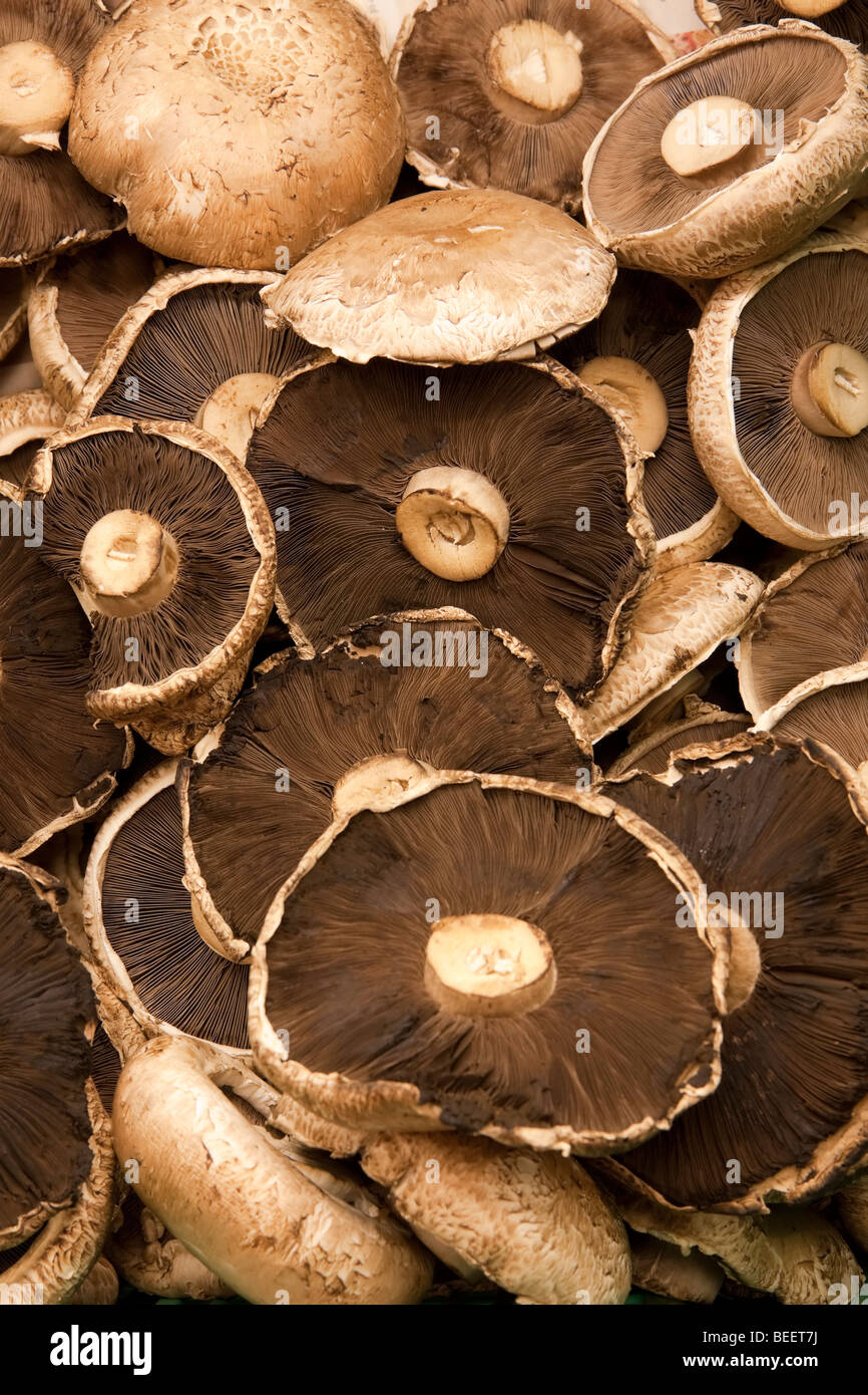 Große braune frische essbare Pilze in einem Gemüseladen. Stockfoto