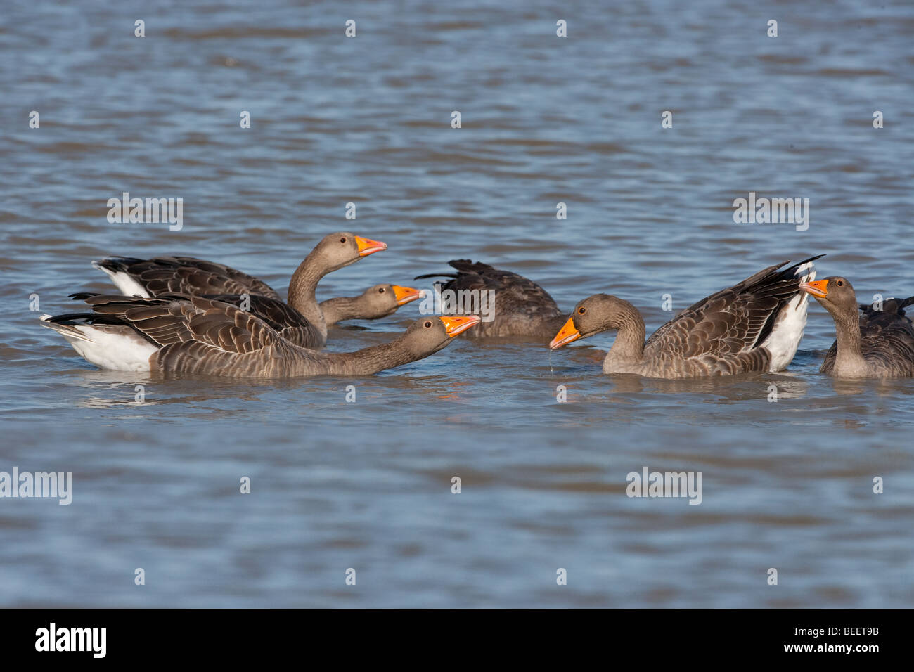 Graugans Gänse Anser Anser Squabbling Stockfoto