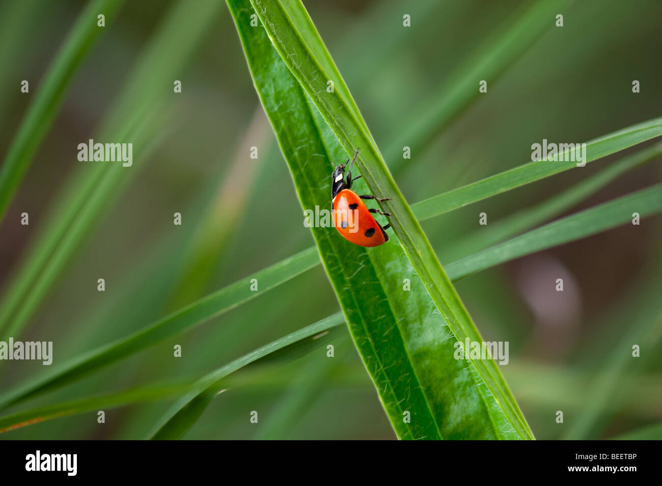 Seven-spot Ladybird Coccinella - punctata in Gras Wiese Frühling Stockfoto