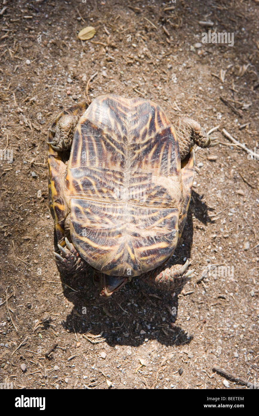 Eine Kasten-Schildkröte drauf ist wieder da, unfähig sich zu bewegen Stockfoto