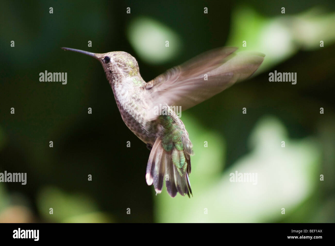 Fliegender Kolibri Stockfoto