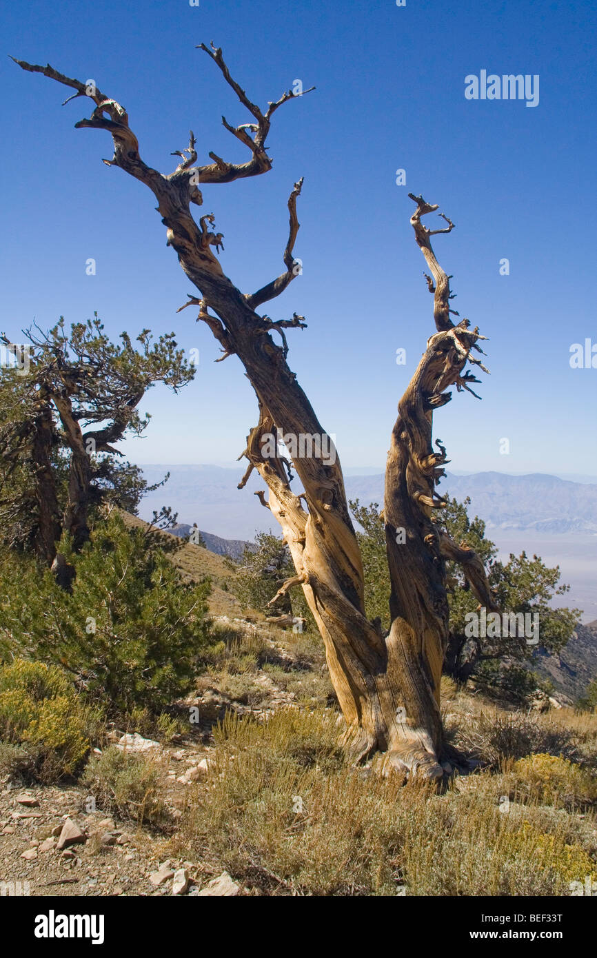 Knorrige tot Pine Tree, Kalifornien Stockfoto