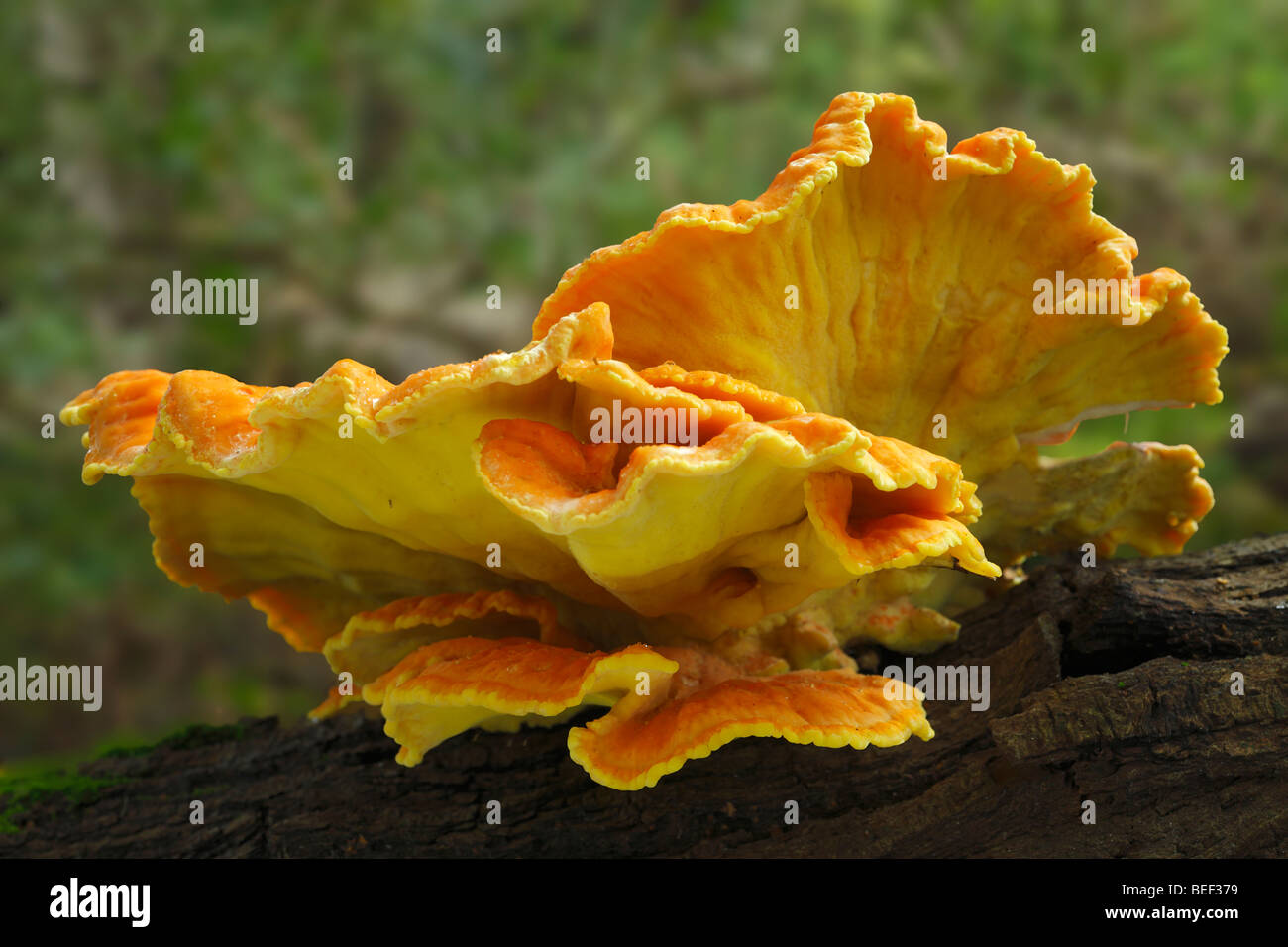 Laetiporus Sulphureus Pilze auf Eiche gefunden. Gemeinsamer Name, Huhn des Waldes. Sevenoaks Wildlife Reserve, Kent, England, UK. Stockfoto