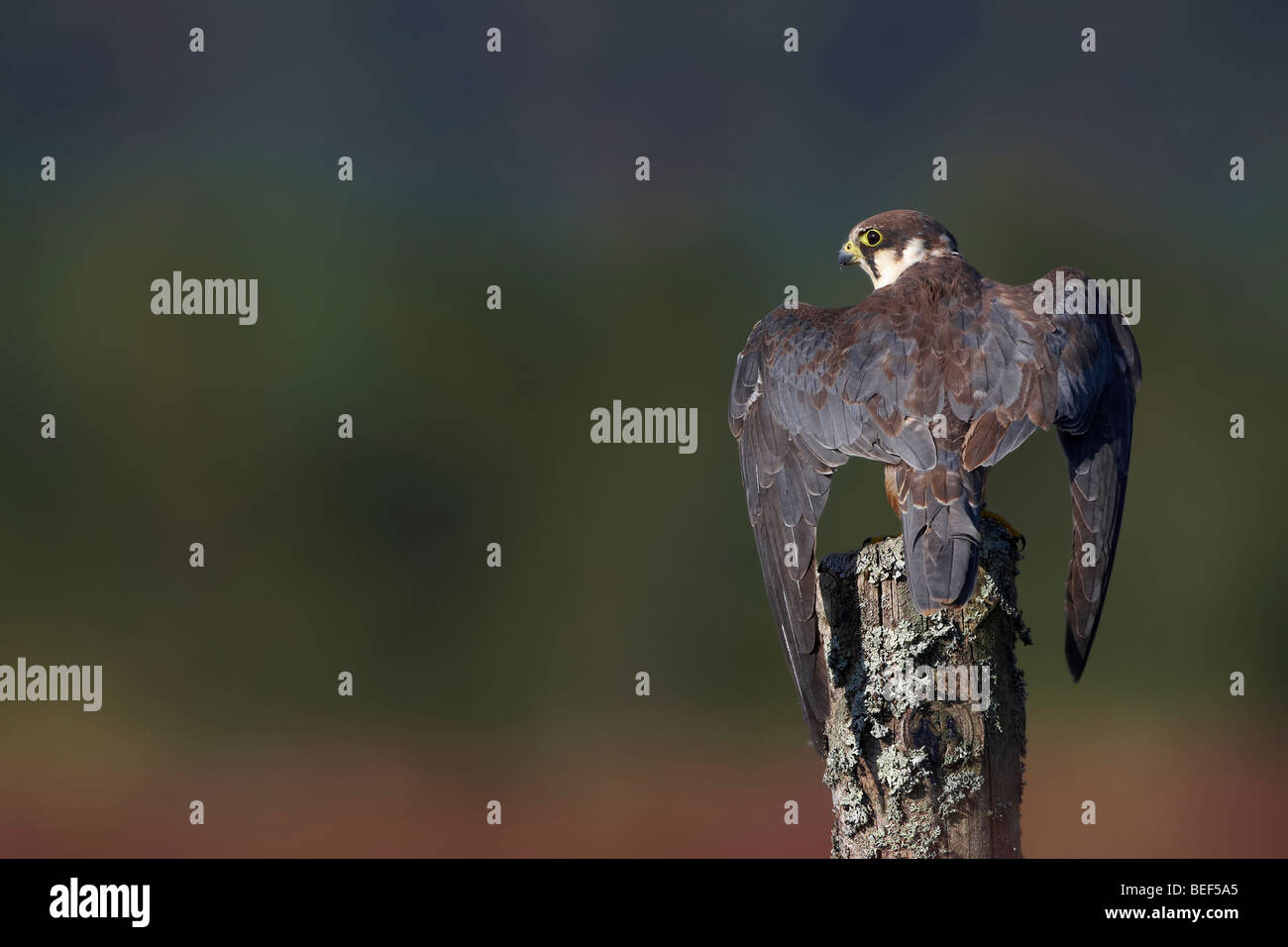Hobby (Falco Subbuteo) Stockfoto