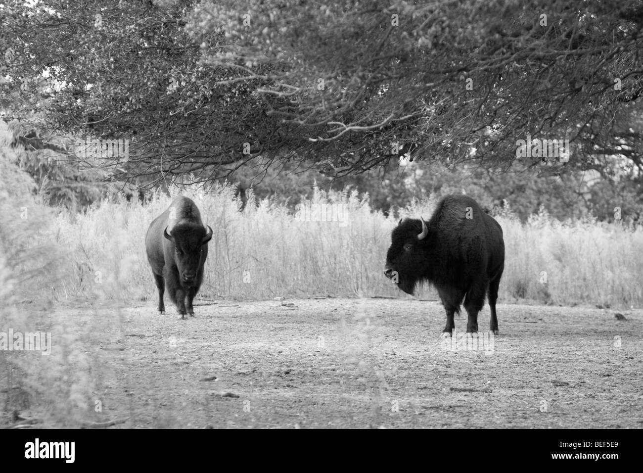 Amerikanische Bisons im Zoo, Norfolk, Virginia Stockfoto