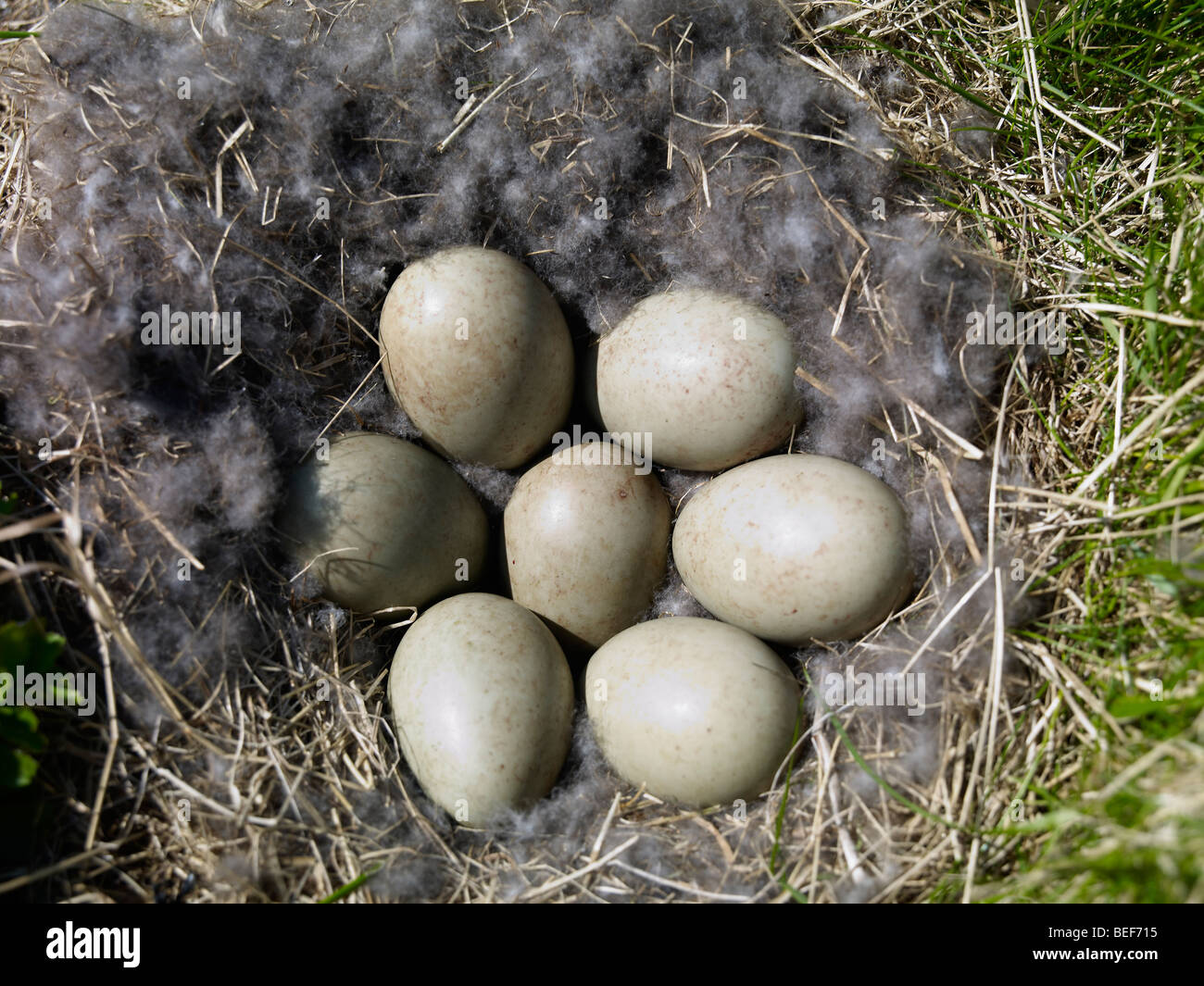 Eiderente Eiern im Nest, Island Stockfoto