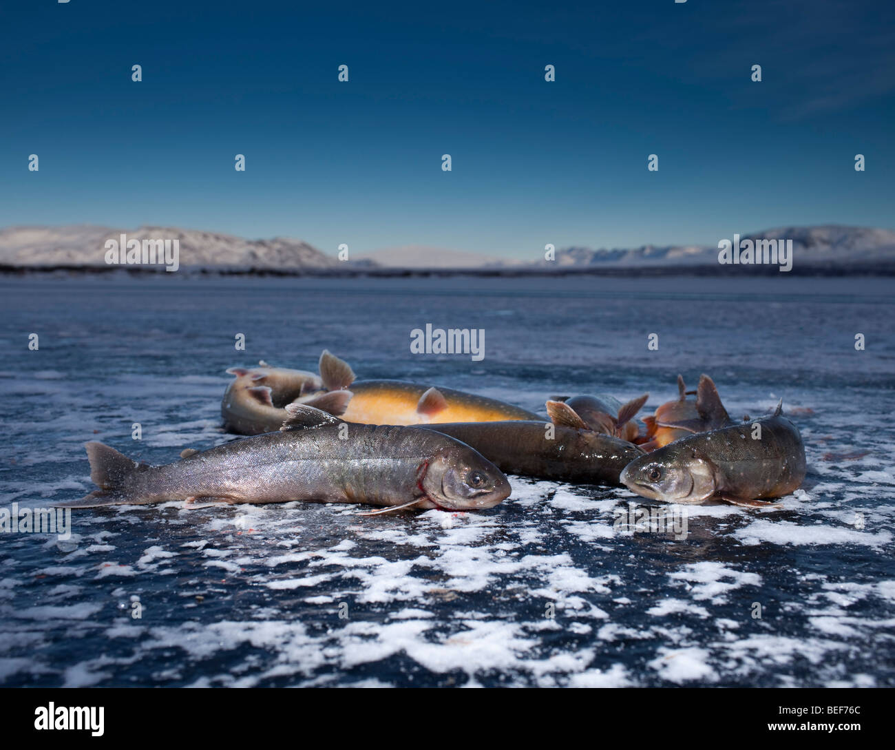 Arktis Forelle, Eisfischen auf See Thingvellir, Island Stockfoto
