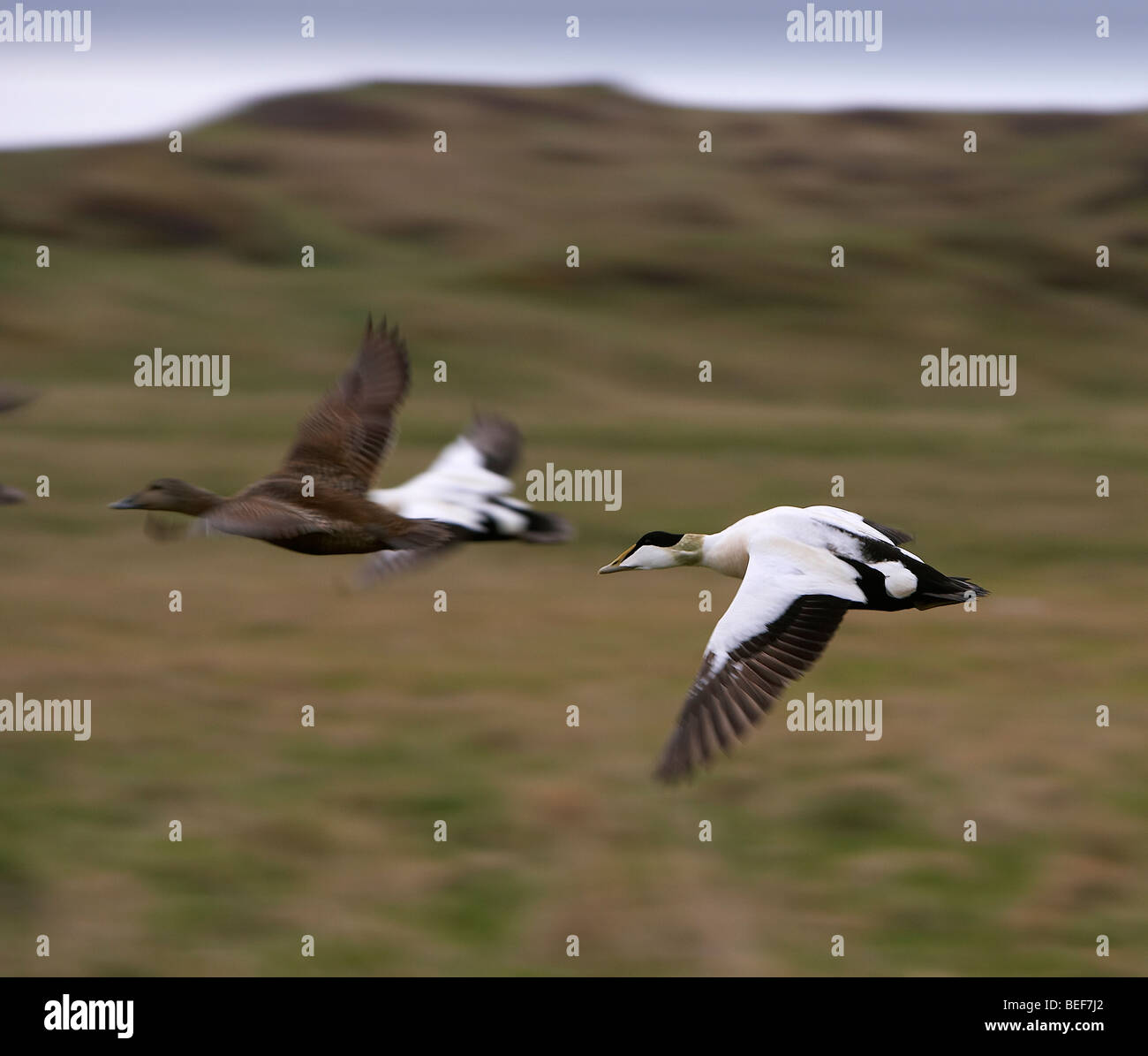 Eiderenten fliegen, Island Stockfoto