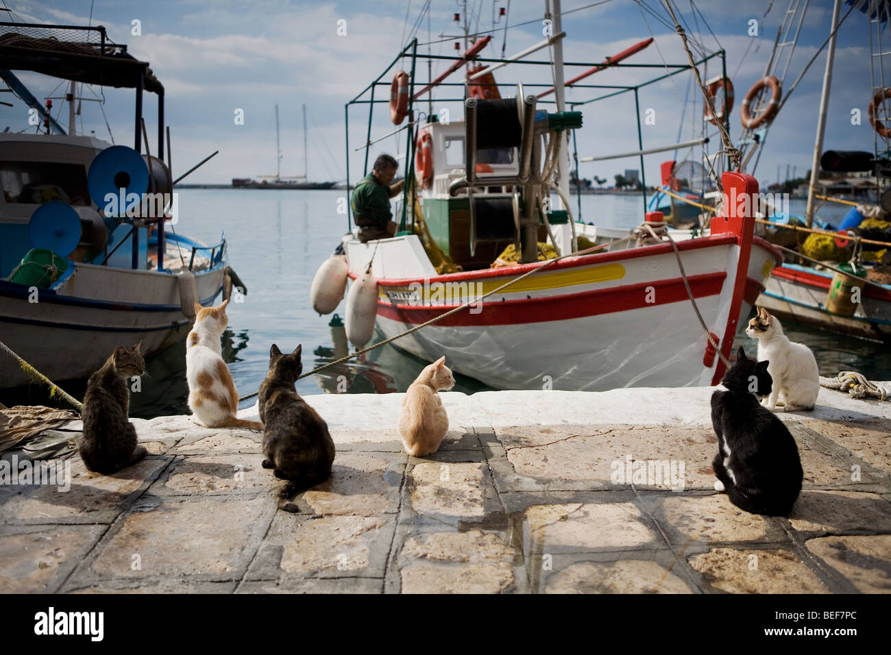 Katzen warten, um einige Fisch vom Fischer Stockfoto