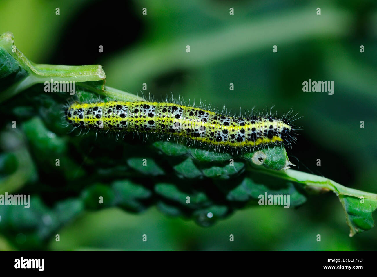 Schmetterling groß weiß Caterpillar L. Pieris brassicae Stockfoto