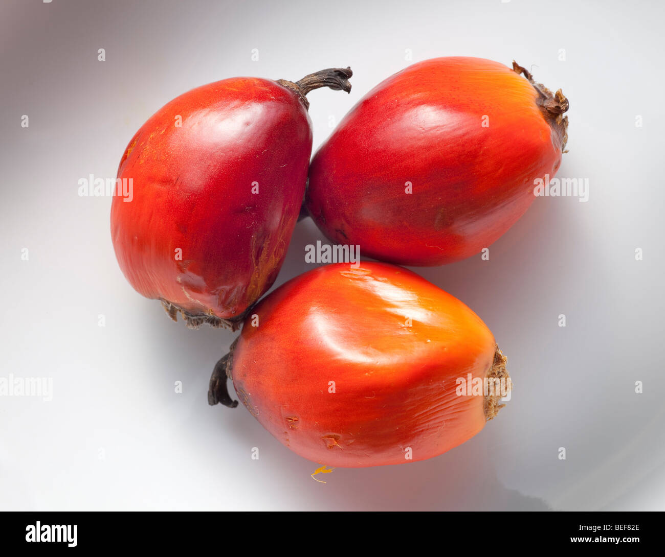Früchte der Ölpalme Stockfoto