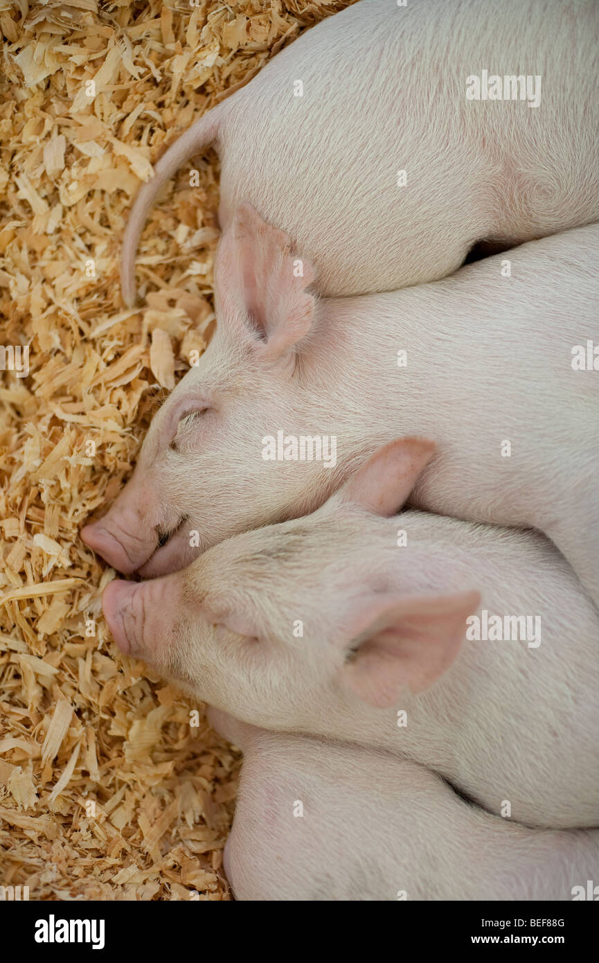 Baby-Schweine im Stift Sandwich zusammen schlafen in einem 4H Display am Evergreen State Fair Monroe Washington State USA Stockfoto