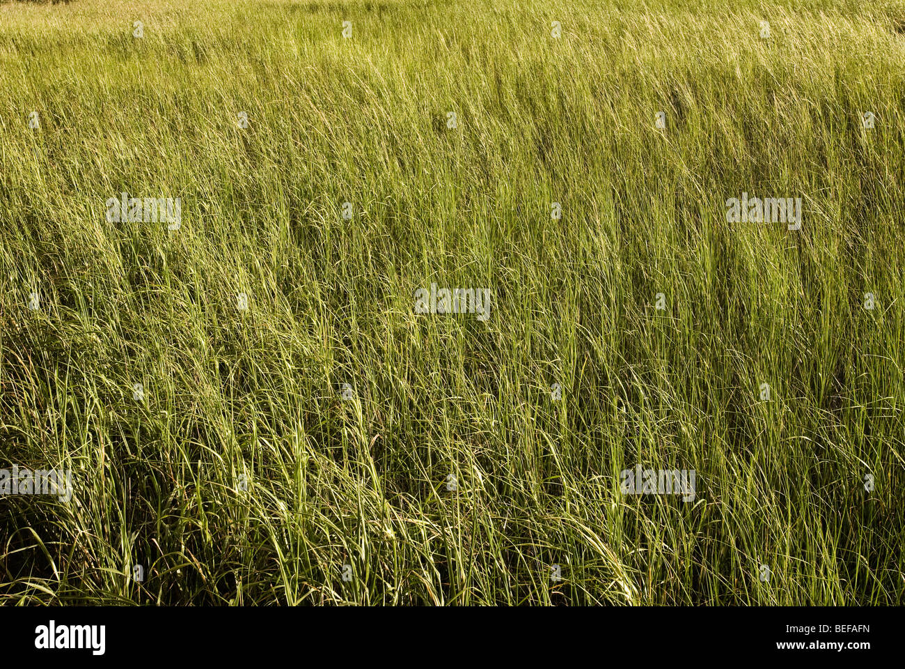 Sumpfgras Stockfoto