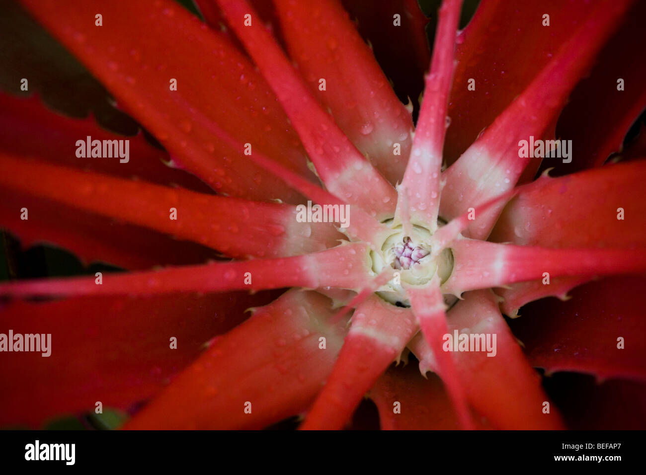 Inneren Blätter der Bromelia Pinguin, normalerweise grün, drehen kräftiges Rot wie die tropische Pflanze blüht in Guanacaste, Costa Rica. Stockfoto