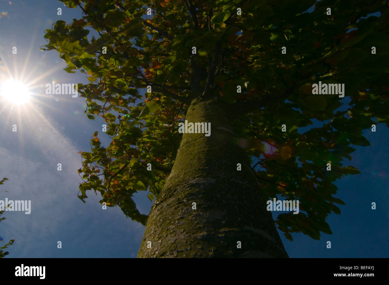 Nachschlagen von Baumstamm an Blätter und Zweige im Wind geblasen Stockfoto