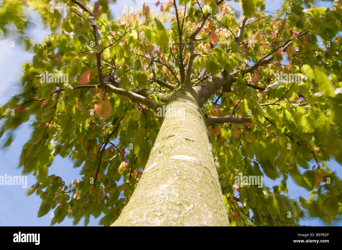 Nachschlagen von Baumstamm an Blätter und Zweige im Wind geblasen Stockfoto