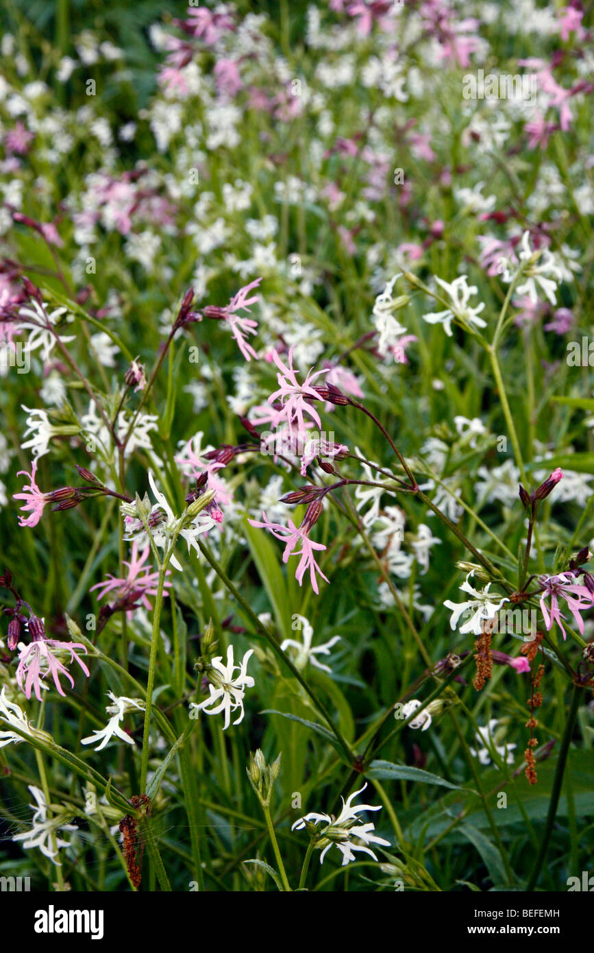 Lychnis Flos-Cuculi und Lychnis Flos-Cuculi Alba - Pink und weiß Ragged Robin in Holbrook Garten, Devon Stockfoto