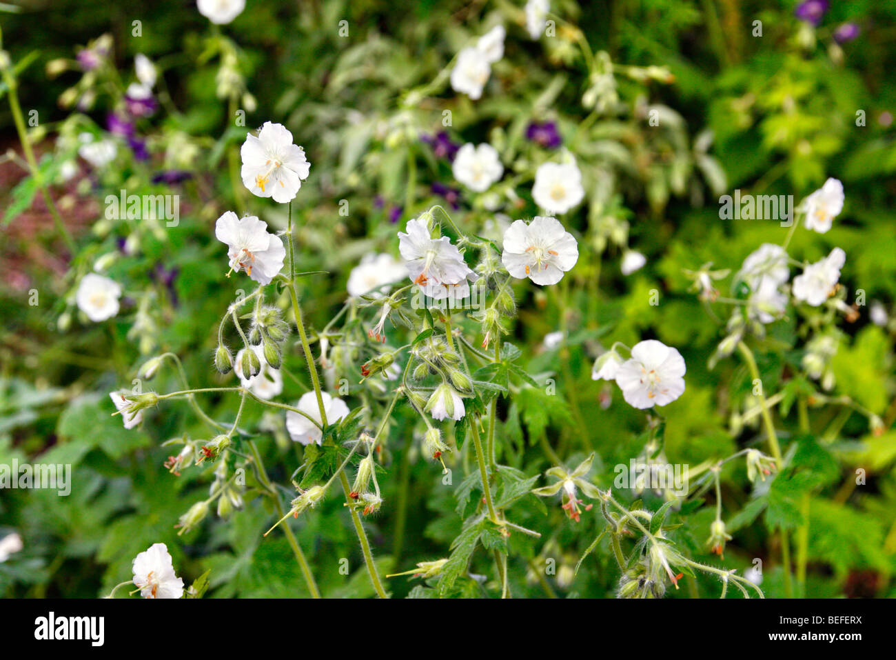 Geranium Phaeum 'Album' Stockfoto