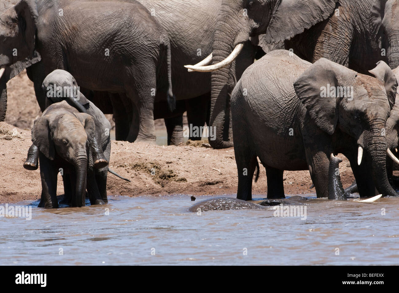 2 lustige Baby-Elefanten im Fluss mit dem Baden Erwachsenen zusammen spielen, Hintergrund, Masai Mara Kenia Herde Stockfoto