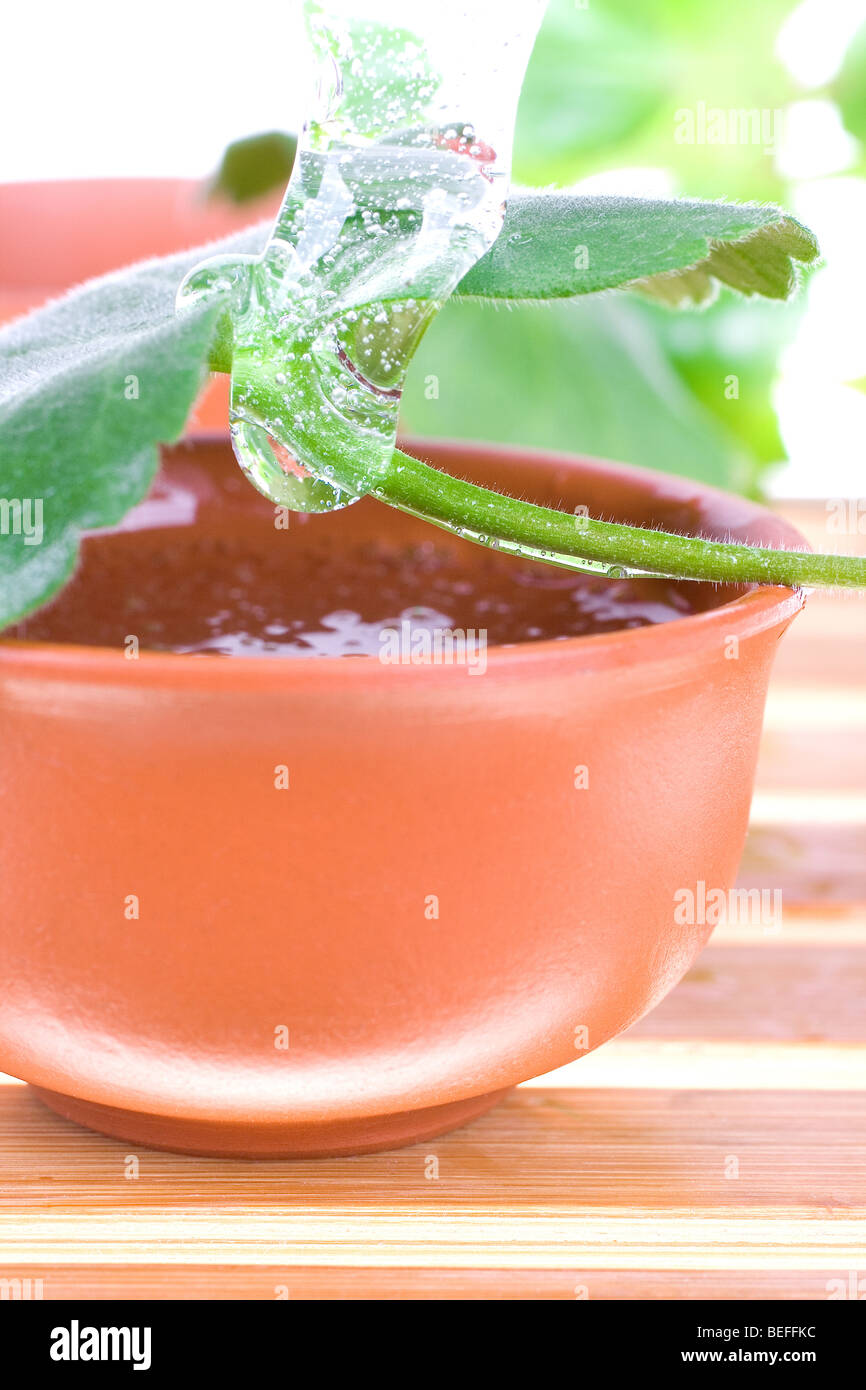 Teebaumöl für die Hautpflege auf weißem Hintergrund Stockfoto