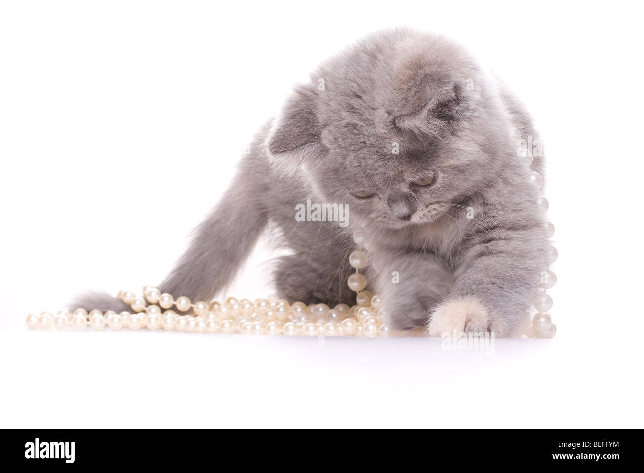 kleine Katze mit Perlen auf weißem Hintergrund Stockfoto