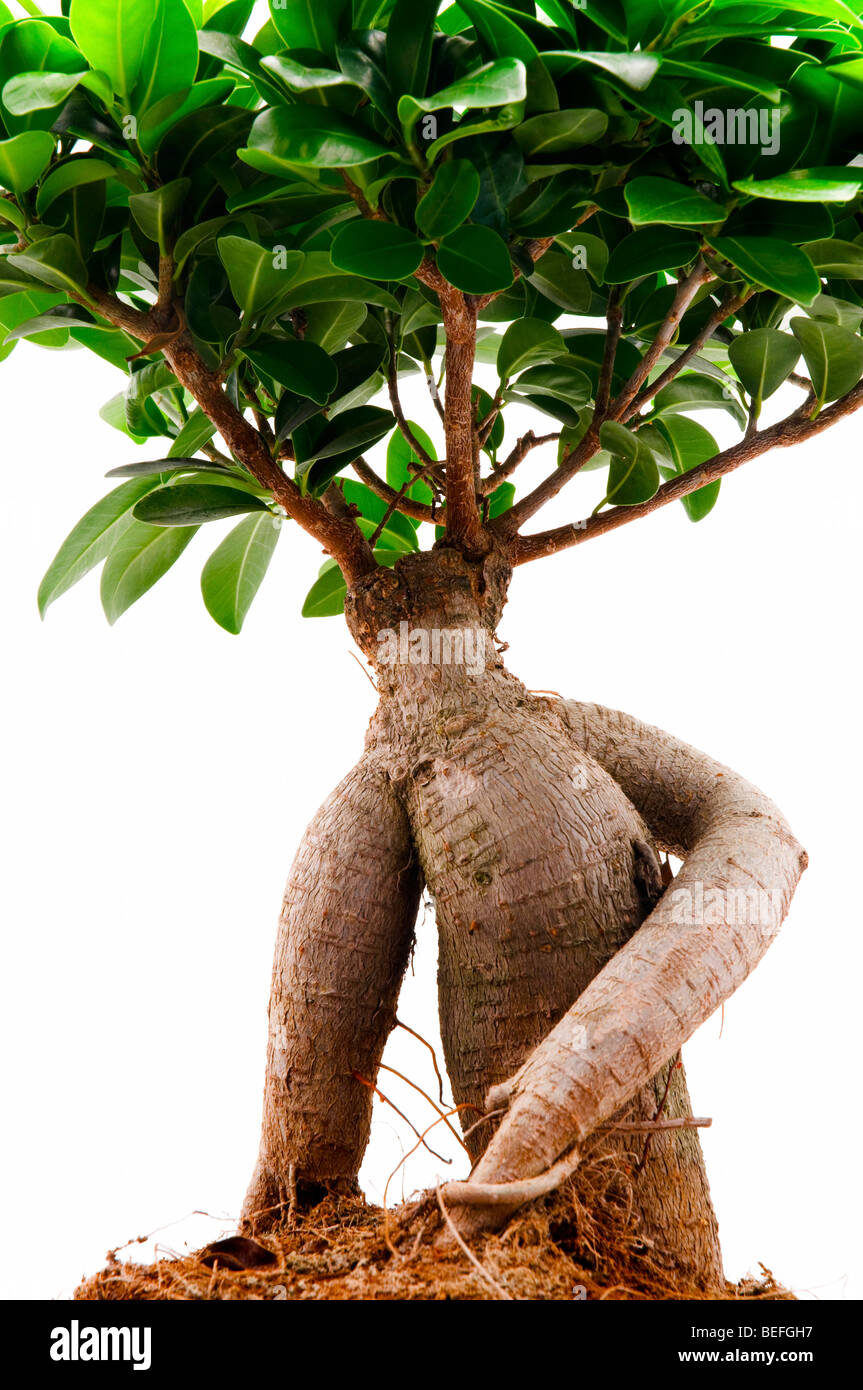 Ficus Ginseng auf weißem Hintergrund Stockfoto