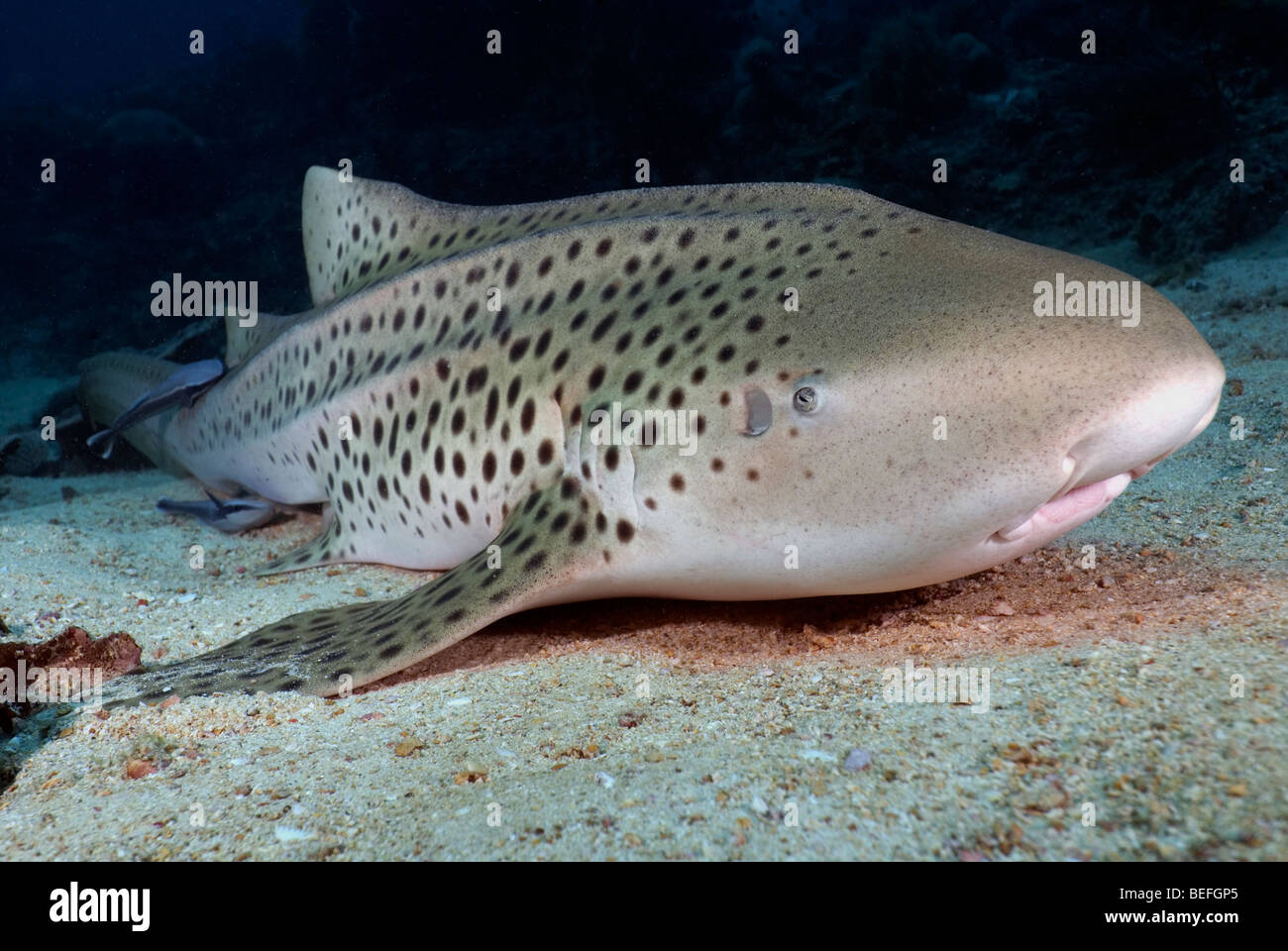 Leopardenhai auf Sandboden unter Wasser liegen. Stockfoto