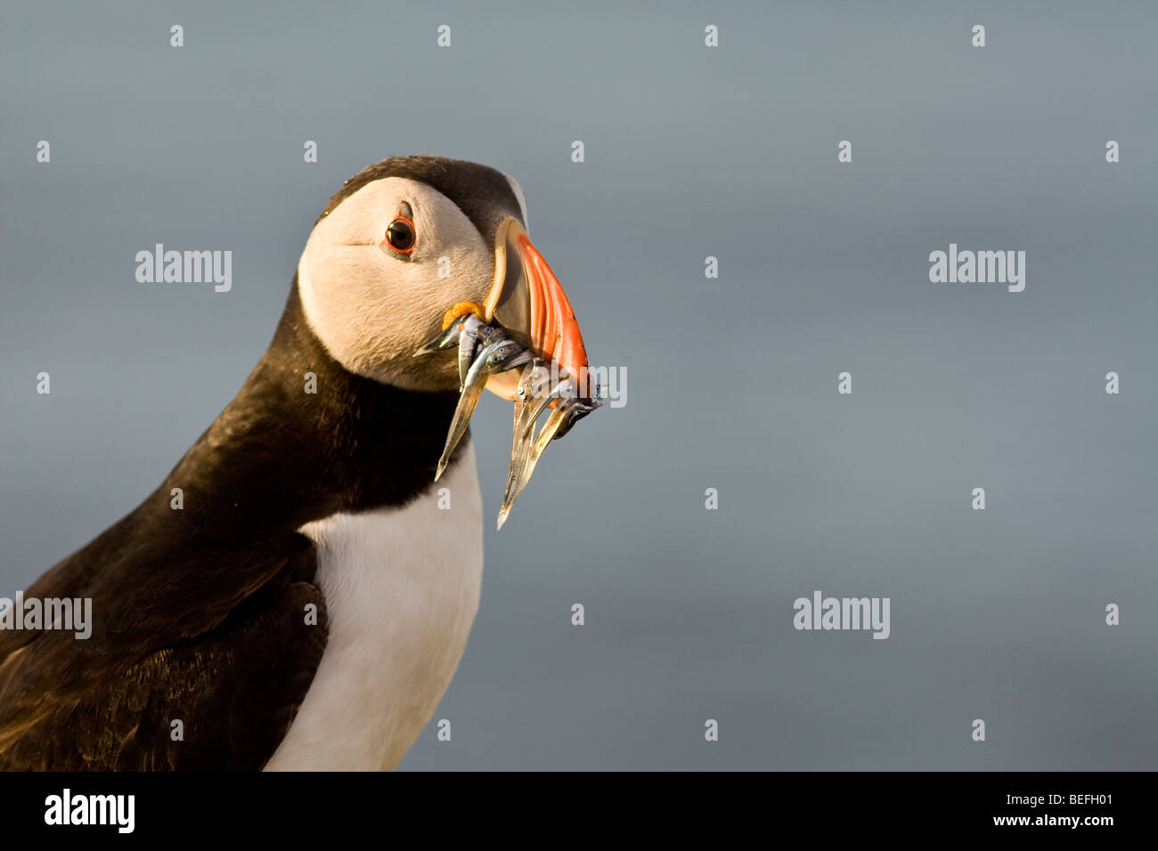 Papageitaucher mit Sandaal auf Fair Isle in Shetland Stockfoto