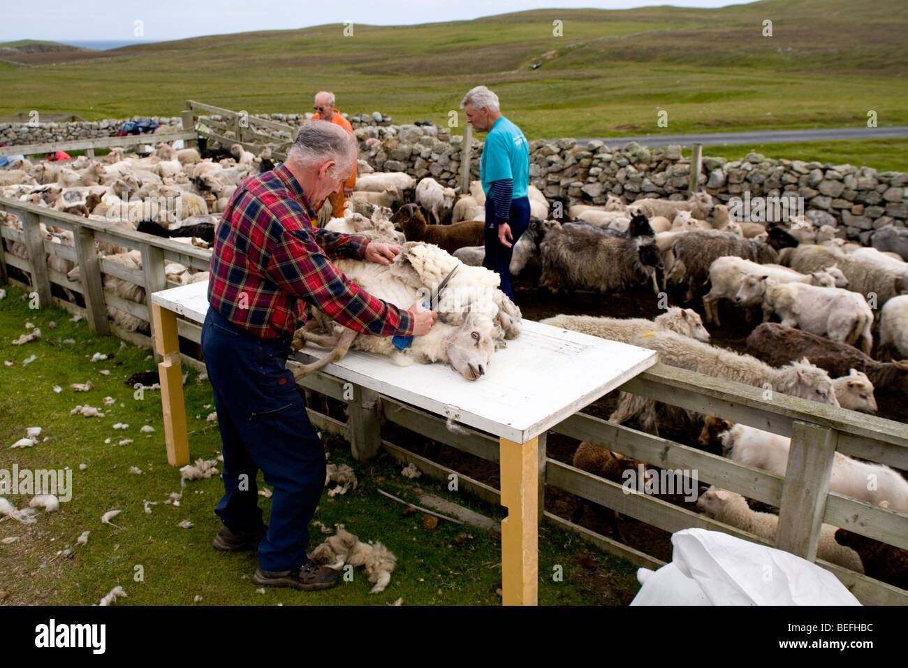 Mann auf Fair Isle Shetland Schafe scheren Stockfoto