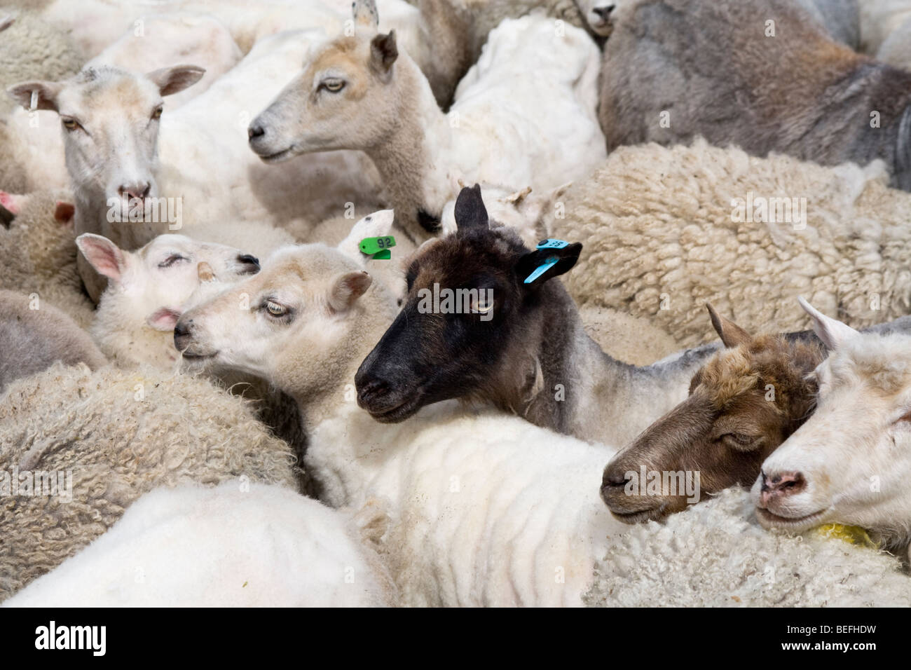 Schafe mit Ohrmarken in Stift Fair Isle Shetland Stockfoto
