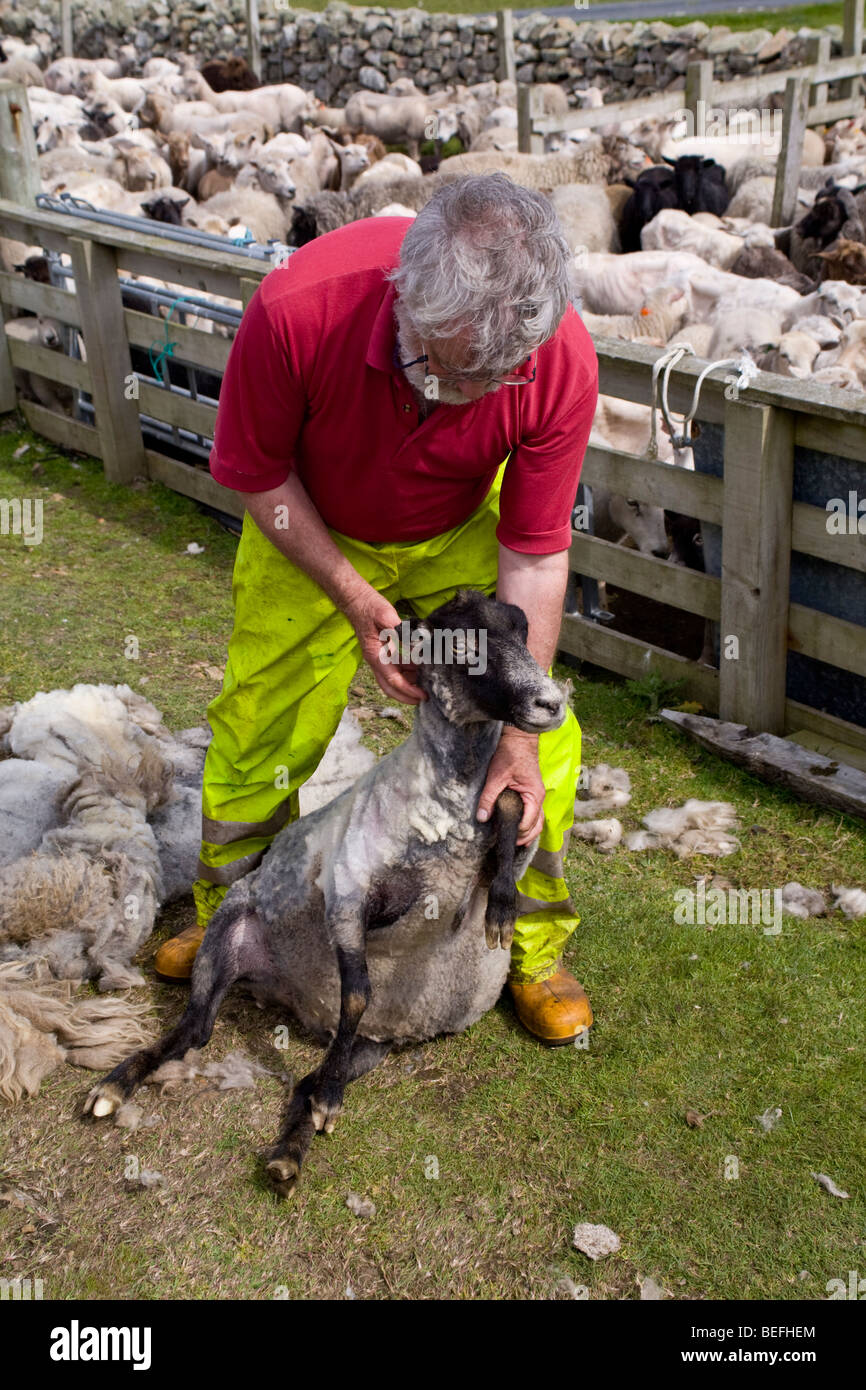 Mann auf Fair Isle Shetland Schafe scheren Stockfoto
