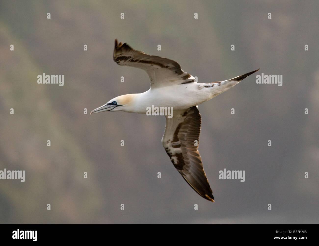 Junge Basstölpel im Flug auf Fair Isle Shetland Stockfoto