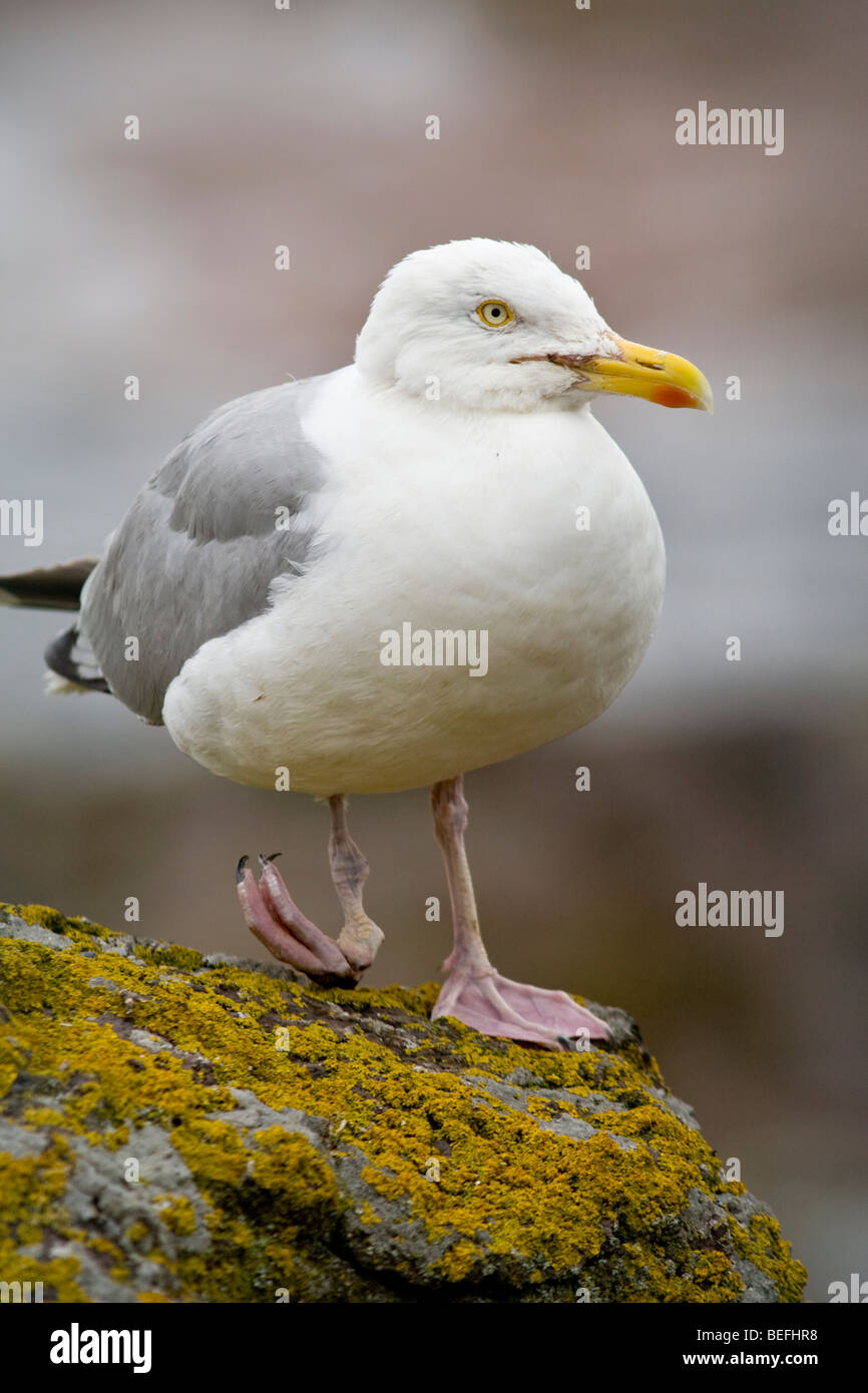 Silbermöwe mit verletzten Bein Stockfoto
