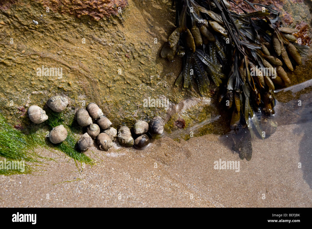 Fältchen und Algen auf Felsen am Meeresufer in Schottland Stockfoto