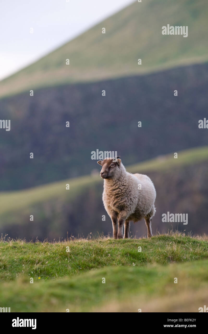 Lamm auf Fair Isle Shetland Stockfoto