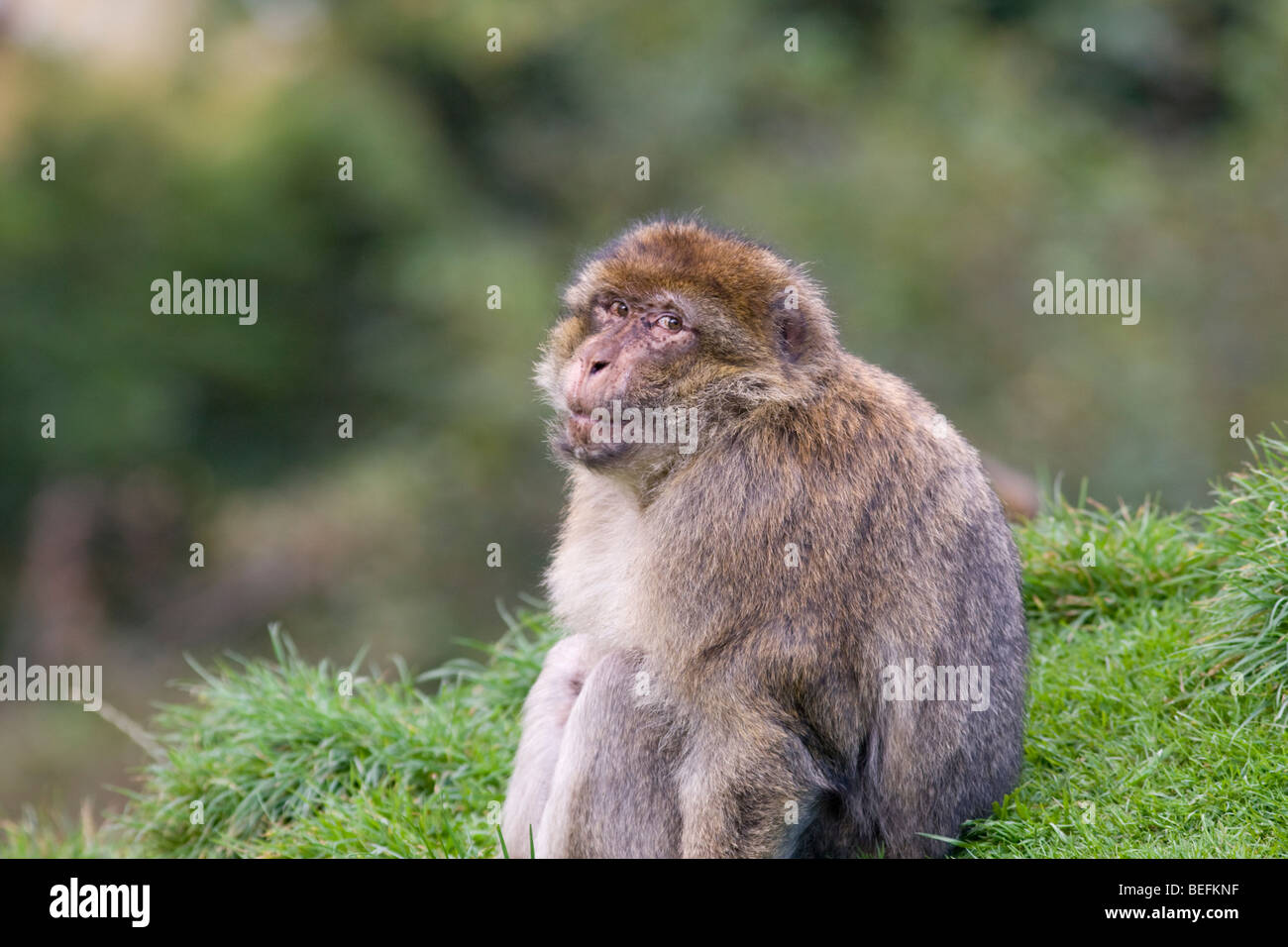 Berberaffe im Affenwald in Trentham, Stoke, UK Stockfoto